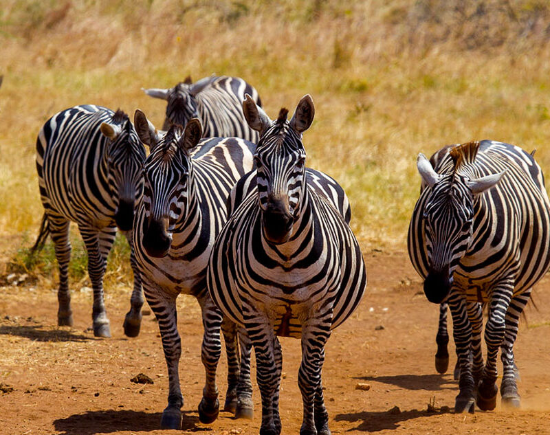Nature Walking Safaris at Lake Mburo National Park- A Journey Through the Wild