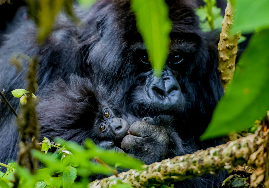 GORILLA TRACKING SAFARIS IN UGANDA AND RWANDA 2024