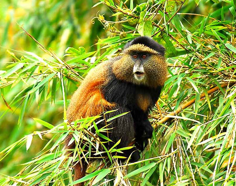 Explore Rwanda’s Unforgettable Wildlife Safaris