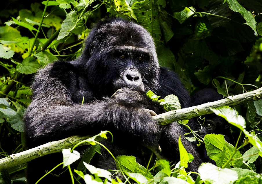 AMOST POPULAR SAFARI PACKAGES UGANDA & RWANDA