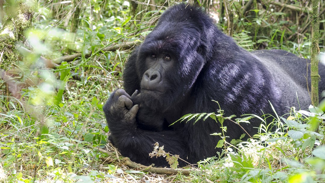 Double Gorilla Trekking Safaris in Uganda