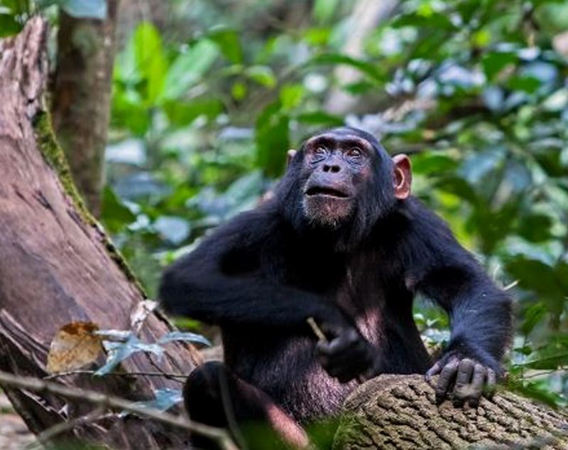 KYAMBURA CHIMPANZEE TRACKING: DISCOVER THE HIDDEN VALLEY OF APES IN QUEEN ELIZABETH NATIONAL PARK