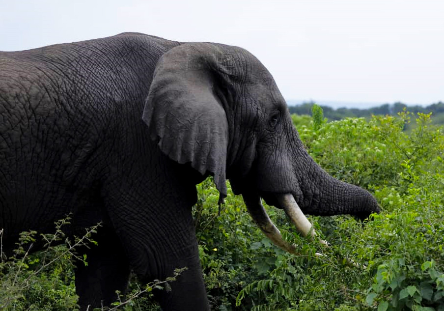 4-days-luxury-tanzania-spectacular-wildlife-safari