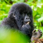 6 Days Rwanda Gorilla Trekking & Wildlife Safari