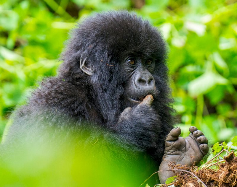 6 Days Rwanda Gorilla Trekking & Wildlife Safari
