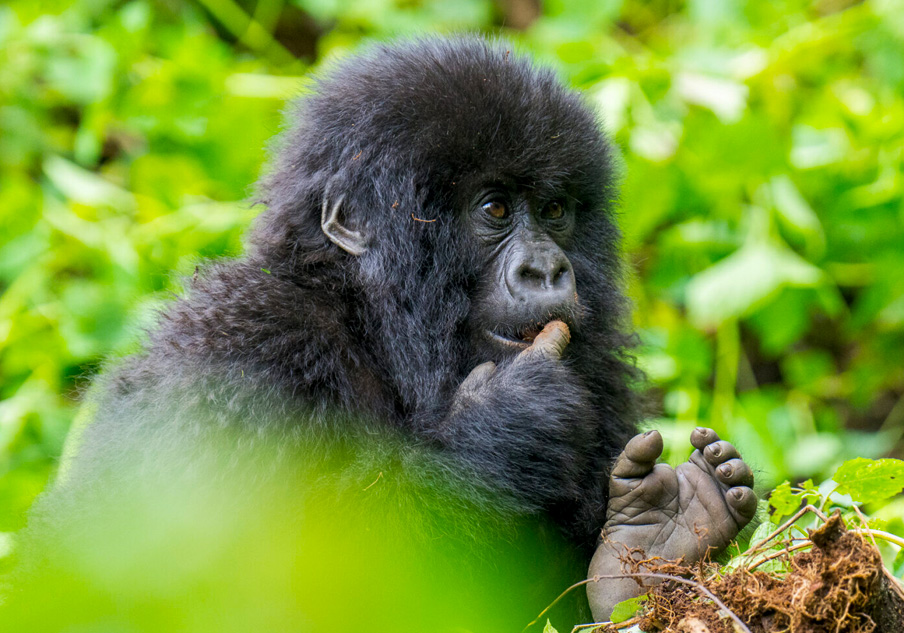 6 Days Rwanda Gorilla Trekking & Wildlife Safari